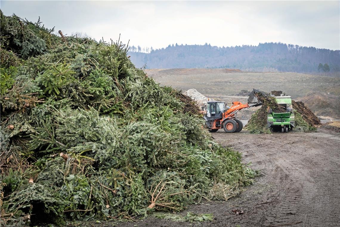 Die ausgedienten Weihnachtsbäume aus dem Backnanger Raum werden auf dem Gelände der Mülldeponie Backnang-Steinbach auf einem Haufen aufgeschichtet, gehäckselt und anschließend zur Biovergärungsanlage in Backnang-Neuschöntal gebracht. Foto: A. Becher