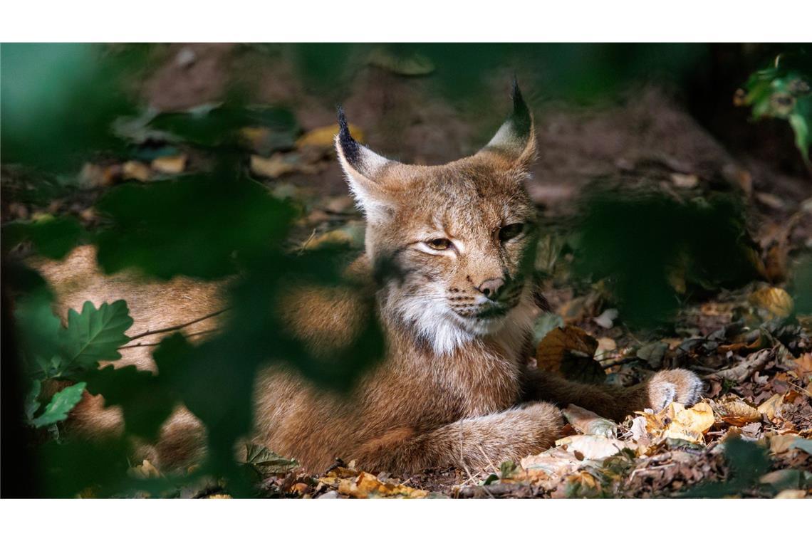 Ausgewilderter Luchs reißt erstes Reh im Schwarzwald Die Auswilderung ist Teil des Projekts „Luchs Baden-Württemberg“. (Symbolbild)