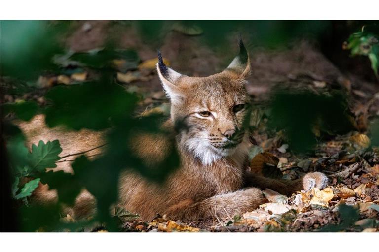 Die Auswilderung ist Teil des Projekts „Luchs Baden-Württemberg“. (Symbolbild)