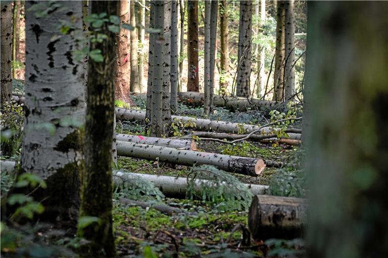 Die Auswirkungen des Klimawandels sorgen für einen großen Umbruch im Wald. Gleichzeitig fehlt es am Personal. Foto: Alexander Becher
