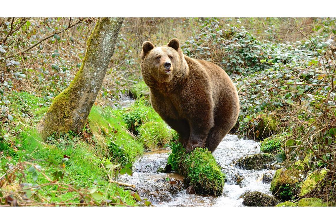 Wohl umstrittenste Bärin Europas bald im Schwarzwald Die Bärin JJ4 ist knapp 20 Jahre alt – seit zwei Jahren lebt sie gefangen in Trient.
