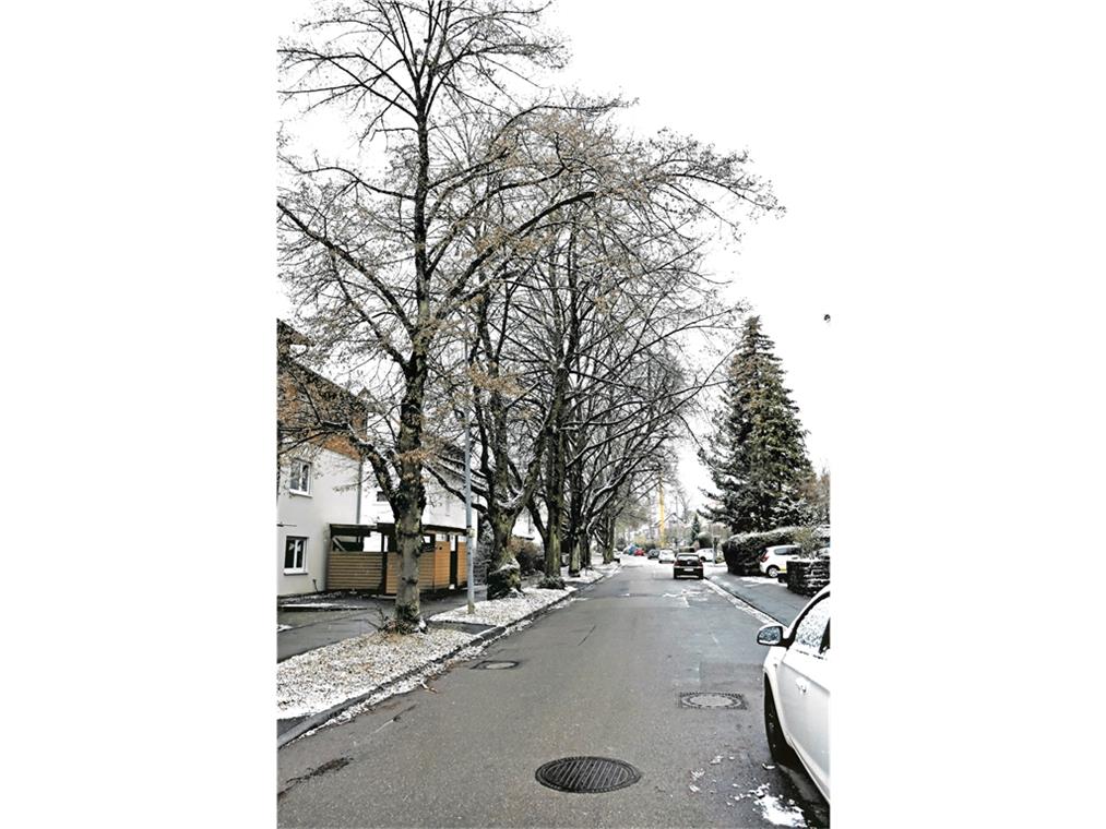 Die Bäume an der Röntgenstraße sind imposant, haben aber zu wenig Platz. Durch ihre Wurzeln entstehen größere Schäden im Untergrund. Foto: T. Sellmaier