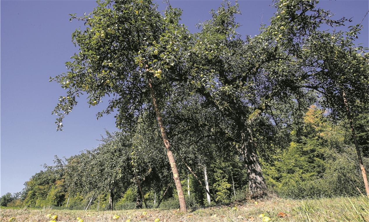 Starkes Apfeljahr mit kleinen Abstrichen Die Bäume hängen vielerorts so voll mit Obst, dass die Äste abgestützt werden müssen.