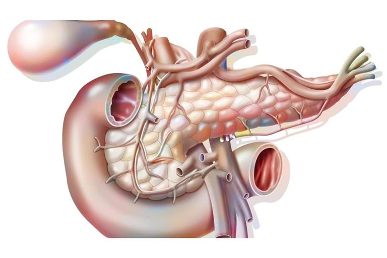 Die Bauchspeicheldrüse – auch Pankreas genannt – ist eine Drüse im Bauchraum, die für die Verdauung und den Zuckerstoffwechsel zuständig ist. Sie produziert Verdauungsenzyme für den Dünndarm und Hormone wie Insulin und Glukagon, die den Blutzuckerspiegel regulieren.