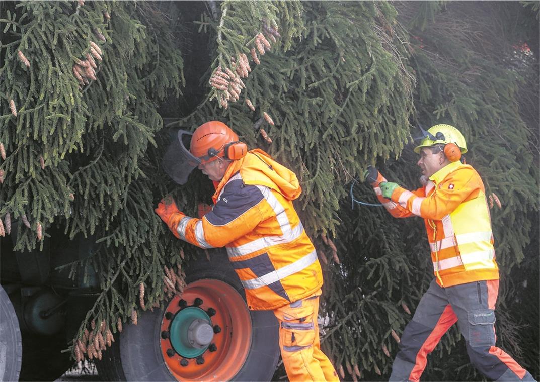 Die Bauhofmitarbeiter sichern vor dem Abtransport sehr sorgfältig die Zweige des Riesenbaums.