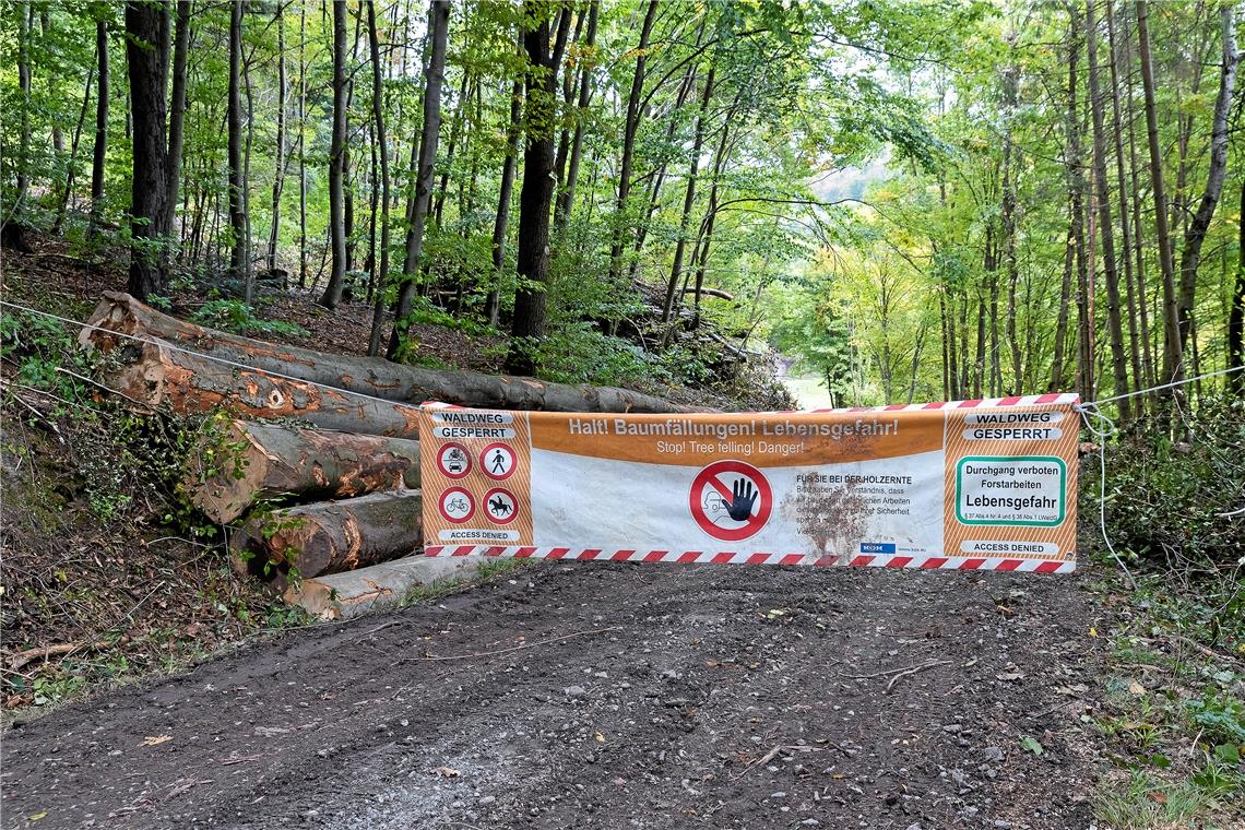 Tödlicher Unfall bei Waldarbeiten Die Baumfällarbeiten fanden in einem Wald bei Wattenweiler statt. Symbolbild: J. Fiedler
