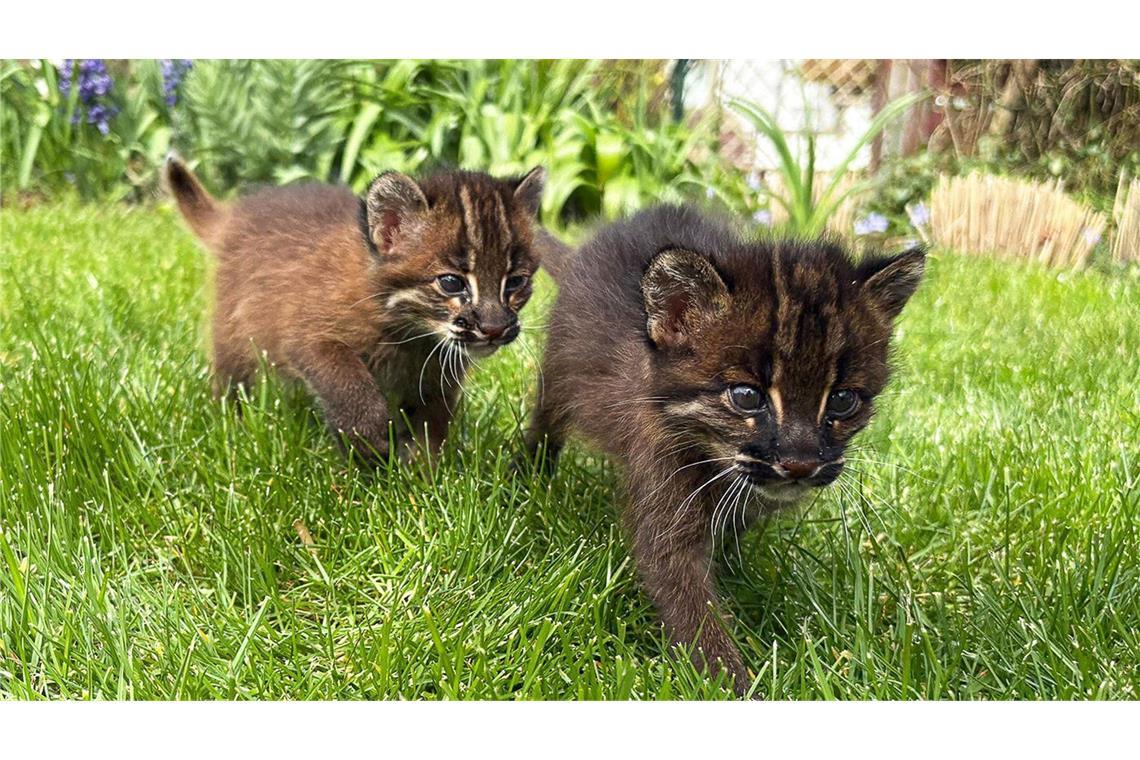 Die beiden Asiatischen Goldkatzen Samin und Mirza in ihrem Gehege im Heidelberger Zoo.