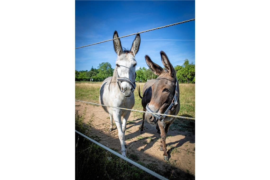 Über das Haustier des Jahres: „Wo ein Pferd verhungert wird der Esel fett“ Die beiden Esel Gretel (links) und Jakob.
