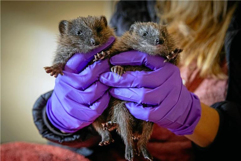 Die beiden Igel wurden mit ihren Geschwistern per Hand aufgezogen. Deshalb rollen sie sich nicht sofort zusammen. Fotos: Alexander Becher