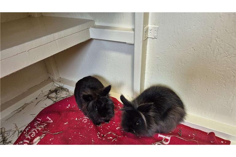Die beiden Kaninchen wurden ausgesetzt.