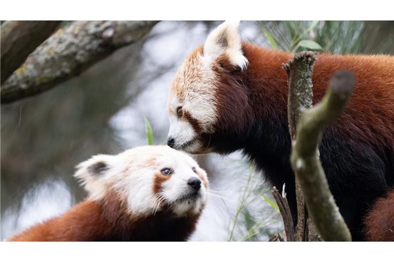 Die beiden Roten Pandas sollen für Nachwuchs im Zoo Dresden sorgen.