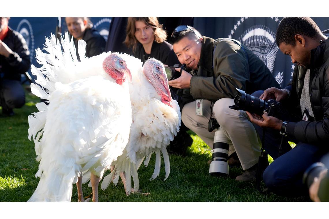 Biden begnadigt Truthähne vor Thanksgiving Die beiden Truthähne "Peach" und "Blossom" kommen nicht auf den Esstisch.