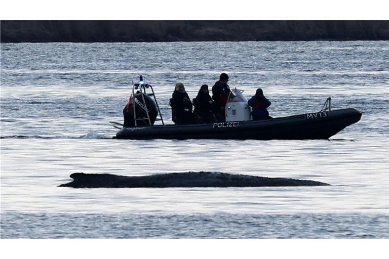 Die Bemühungen um den gestrandeten Wal gehen weiter.