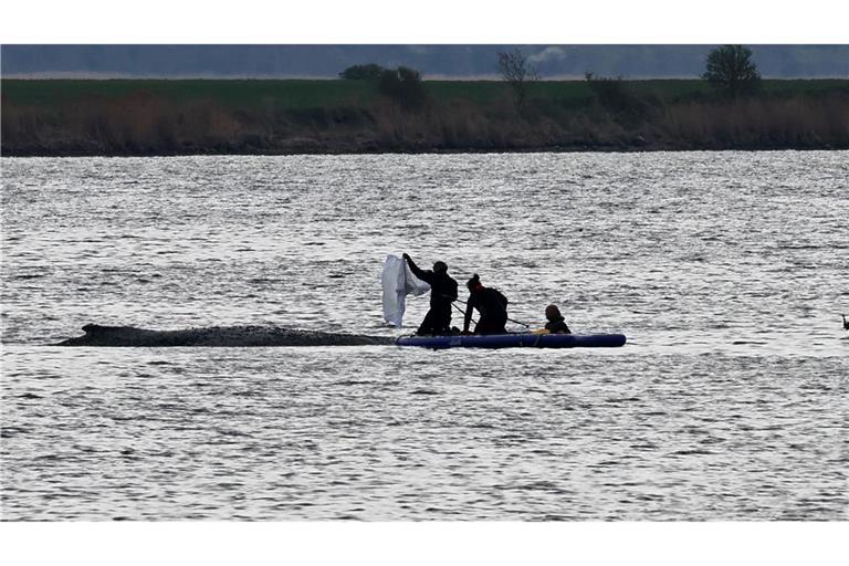 Die Bemühungen um den gestrandeten Wal gehen weiter.