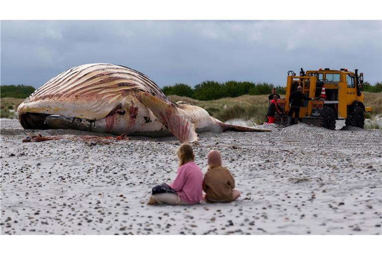 Die Bergung ist geschafft: Jetzt liegt der tote Buckelwal im Sand.