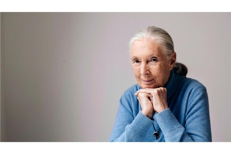 Die berühmte Schimpansenforscherin Jane Goodall ist im Alter von 91 Jahren gestorben. (Archivbild)