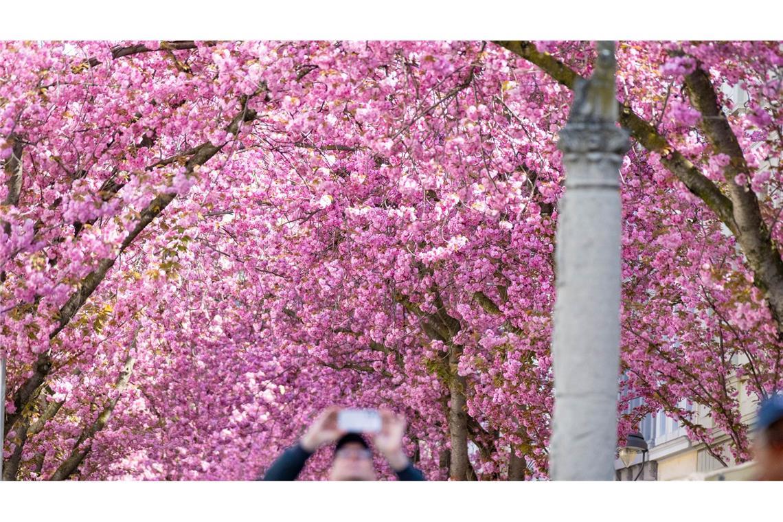Die berühmten Bonner Kirschblüten blühen zum Osterwochenende in voller Pracht auf.