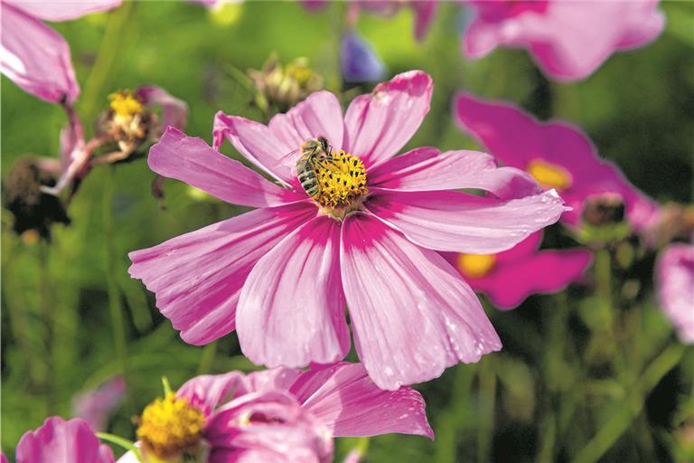 Die Bewerber aus dem Raum Backnang säen Wildblumen für Insekten, informieren über Müllprobleme und schützen Steinkäuze. Symbolfoto: J. Fiedler