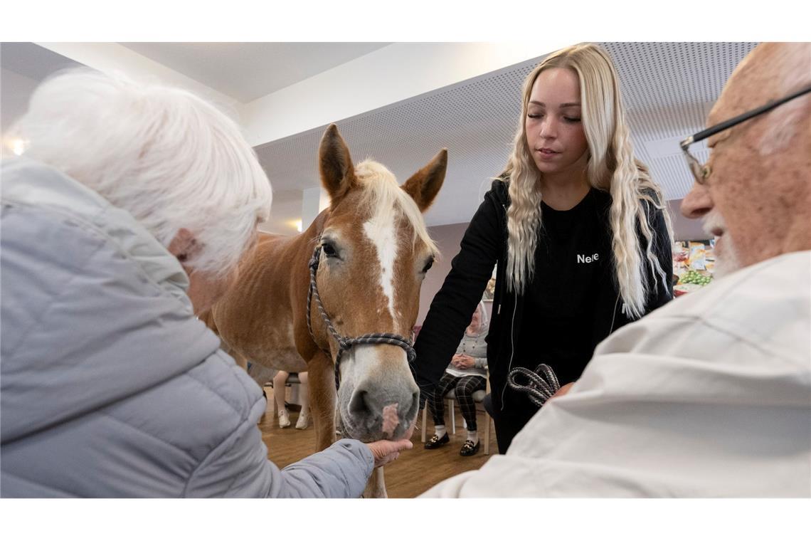 Kommt ein Pferd in den Speisesaal - Stute besucht Pflegeheim Die Bewohner können das Pferd füttern, streicheln und striegeln.