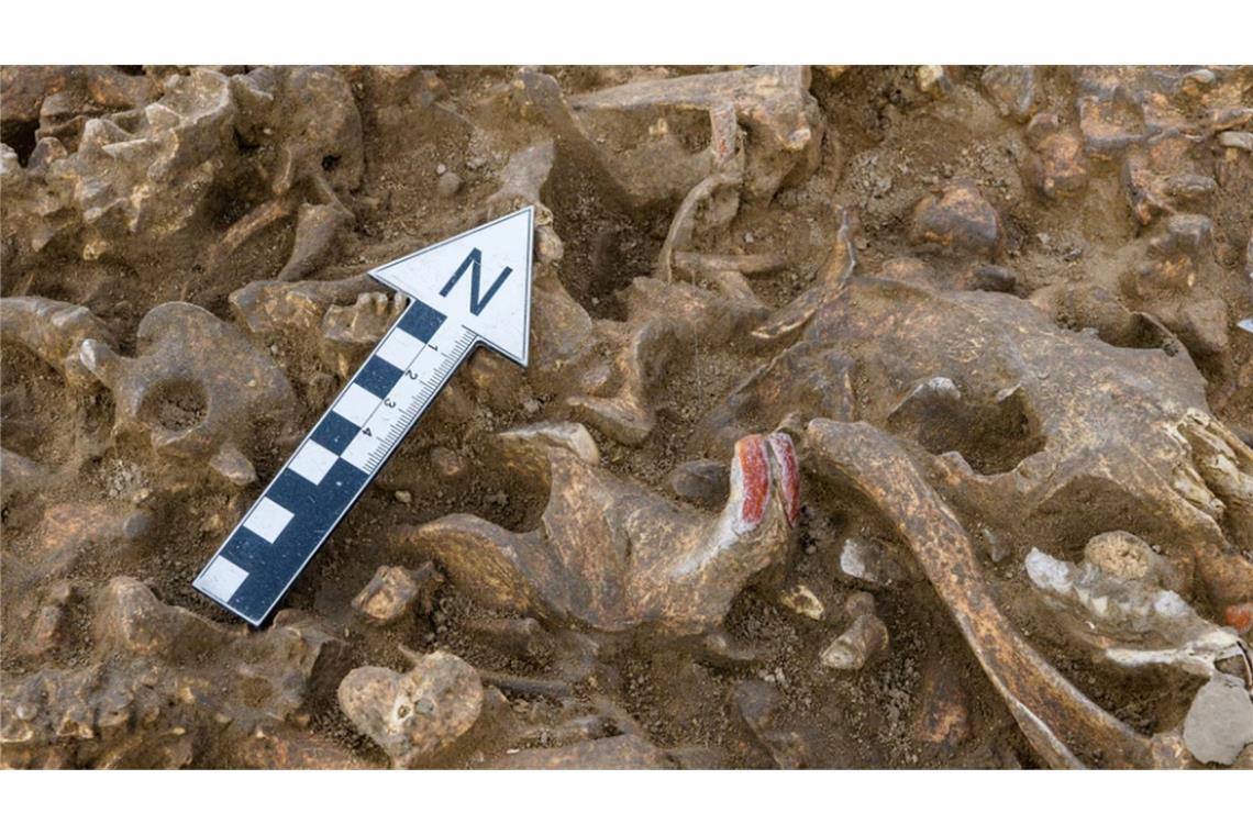 Die Biberzähne sind deutlich an ihrer typischen orange bis rötlich-braunen Färbung erkennbar.