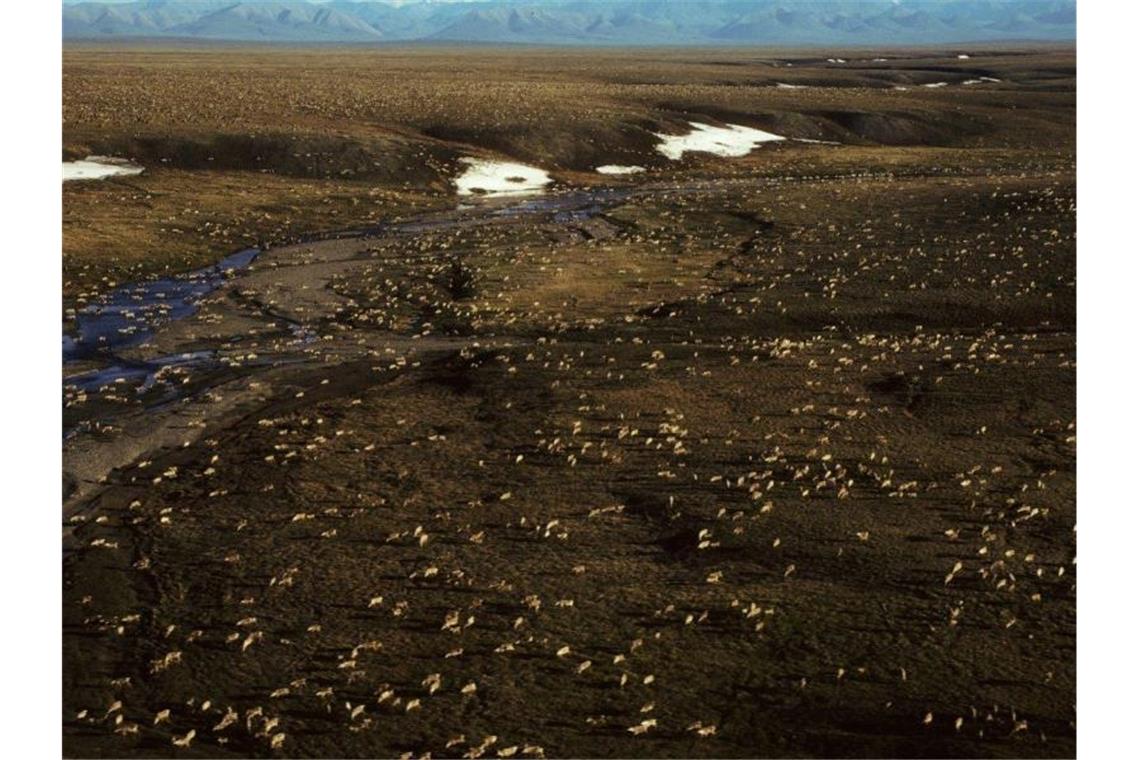 Die Biden-Administration setzt Öl- und Gaspachtverträge in Alaskas Arctic National Wildlife Refuge aus, während sie die Umweltauswirkungen von Bohrungen in der abgelegenen Region überprüft. Foto: Uncredited/U.S. Fish and Wildlife Service via AP/dpa