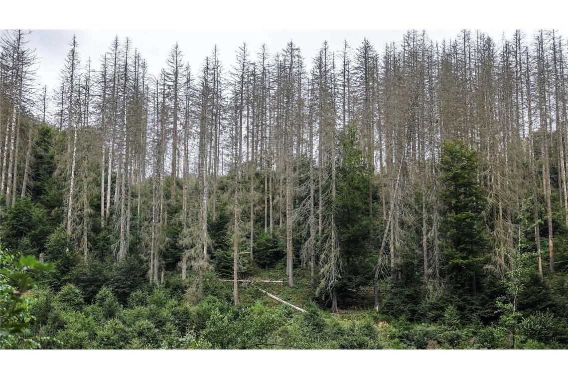 Fotos zeigen, wie der Klimawandel Deutschland verändert Die Bilder aus der Eifel von 2023 bis 2025 zeigen: Bäume wachsen langsam. Die widerstandsfähigeren Buchen sollen die abgestorbenen Fichten im Laufe der Zeit verdrängen.