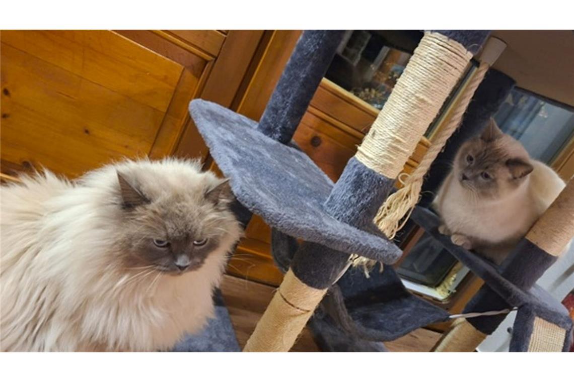 Die Birma-Kater Hubert  und Staller (r) sind inzwischen wieder im Allgäu vereint.