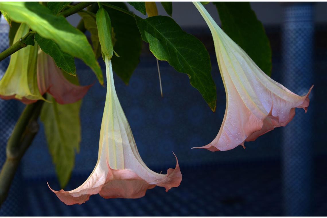 Gift im Garten: Bei diesen beliebten Pflanzen ist Vorsicht angesagt Die Blüten der Engelstrompete sehen wunderschön aus. Diese Pflanzen zieren den Garten, weil sie so schöne hängende Trompetenblüten hat. Aber auch sie ist giftig. Verwirrtheit und Bewusstseinsverlust sind Symptome einer Vergiftung mit Engelstrompete.