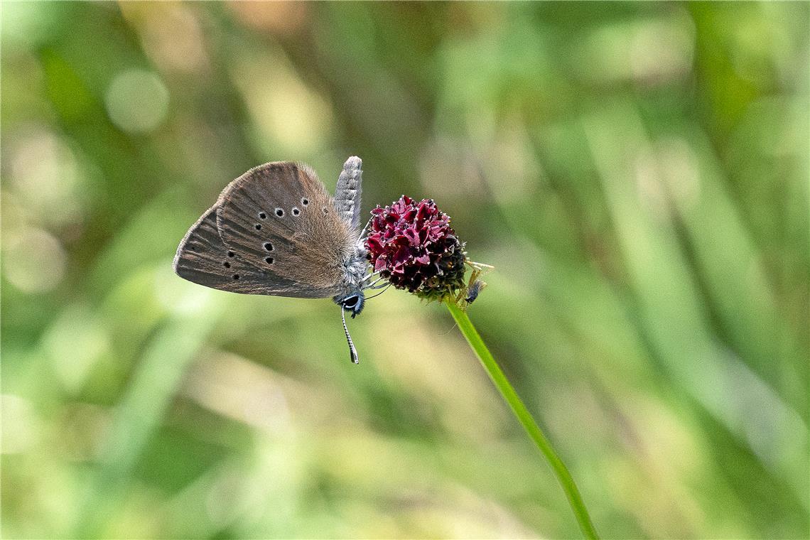 Die Blüten des Großen Wiesenknopfs dienen dem Schmetterling als Nahrungsquelle und Eiablageort. Fotos: Alexander Becher