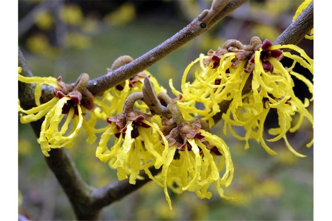 Zaubernuss-Samen fliegen ähnlich wie Gewehrkugeln Die Blüten einer chinesischen Zaubernuss hängen an den Zweigen der exotischen Pflanze in einem Garten. Foto: Holger Hollemann/Archivbild