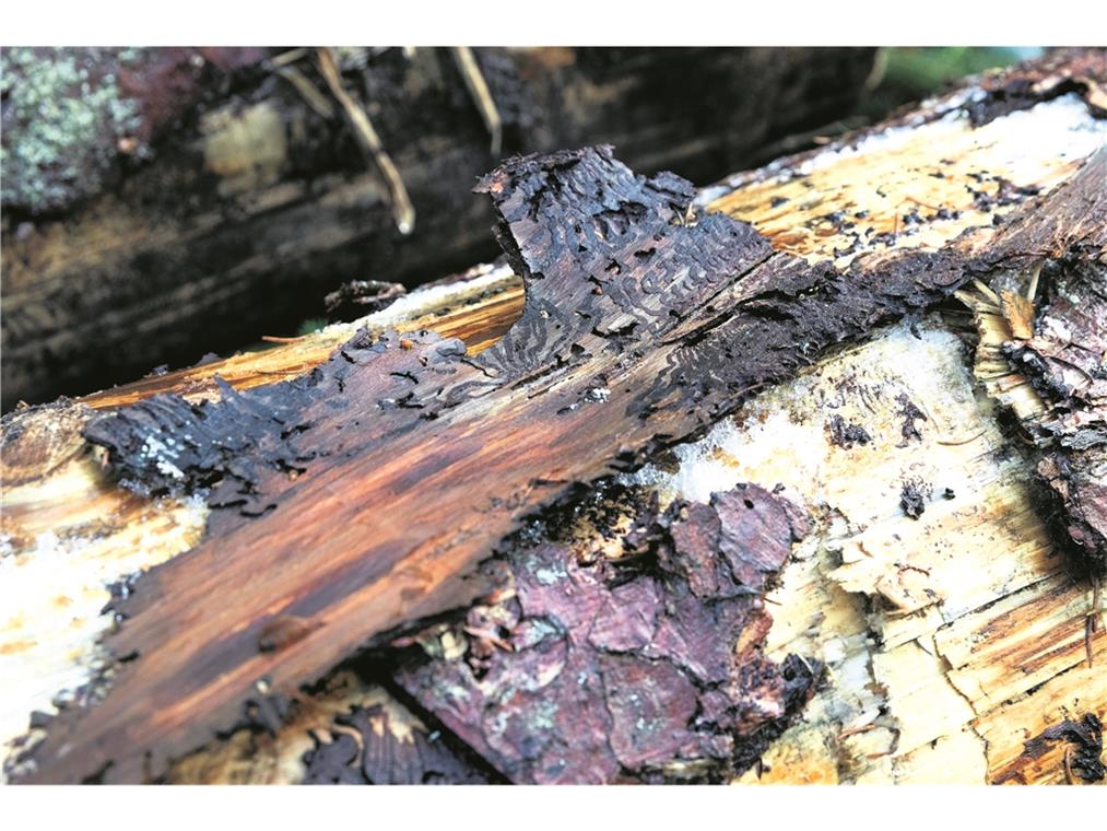 Die Borkenkäfer zerstören das Holz in kürzester Zeit und vermehren sich rasant.