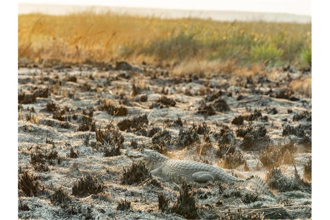 Die Brände im Iberá-Nationalpark bedrohen Tierarten wie Wasserschweine und Kaimane. Foto: Matías Rebak/Stiftung Rewilding Argentina/dpa