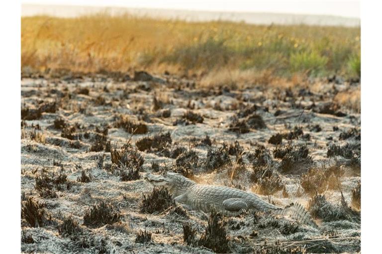 Die Brände im Iberá-Nationalpark bedrohen Tierarten wie Wasserschweine und Kaimane. Foto: Matías Rebak/Stiftung Rewilding Argentina/dpa
