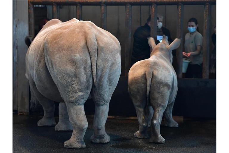 Die Breitmaulnashörner Marcita (l) und ihr Junges Tayo im Zoopark Erfurt. Foto: Martin Schutt/dpa-Zentralbild/dpa