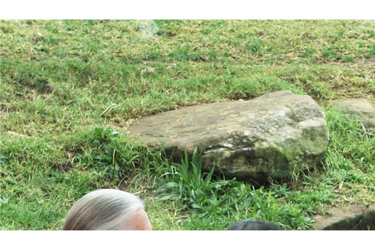Die britische Ethnologin Jane Goodall traf sich mit Schimpansen im Taronga Zoo. (Archivbild)