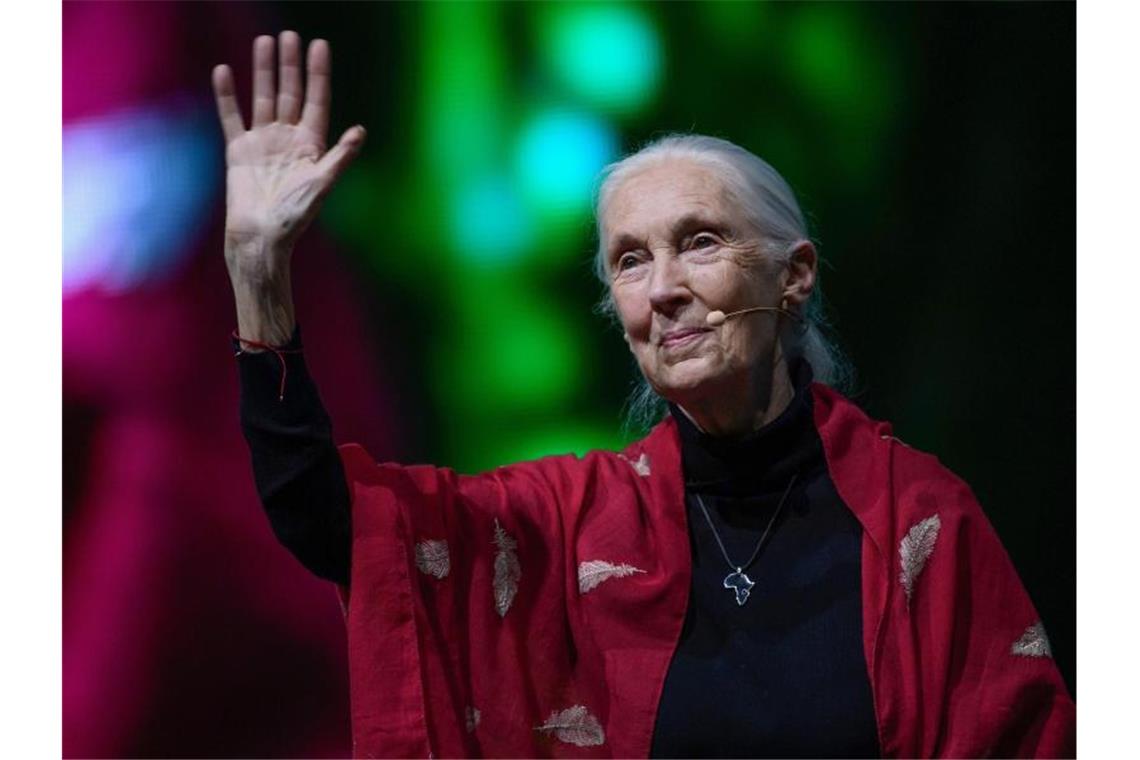 Die britische Verhaltensforscherin Jane Goodall bei ihrem Vortrag „Reasons for Hope“ in München. Foto: Sven Hoppe