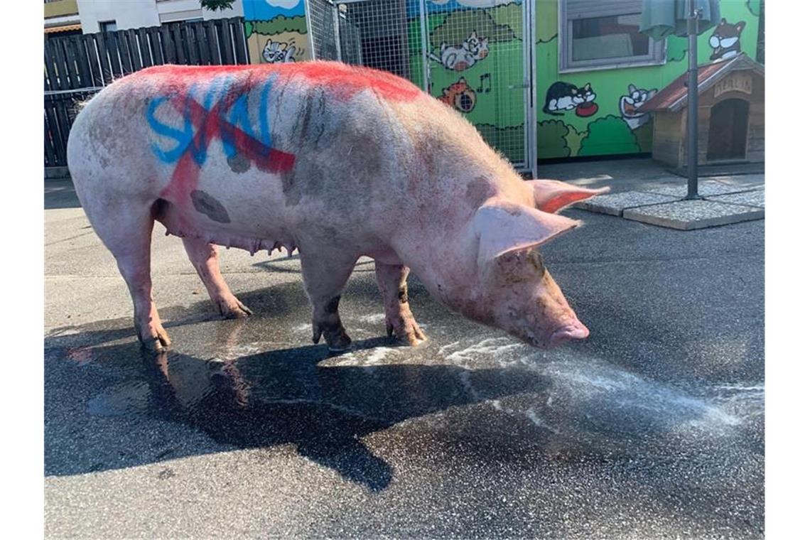 Schwein mit Parole gegen Fußballclub besprüht: Ermittlungen