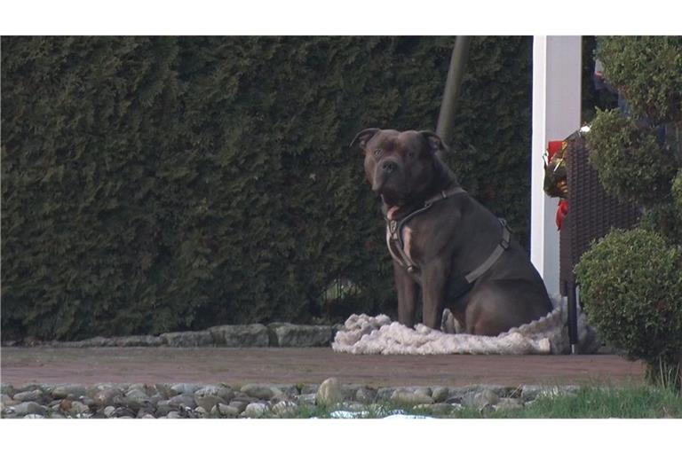 Die Bulldogge soll den 33-Jährigen getötet haben.