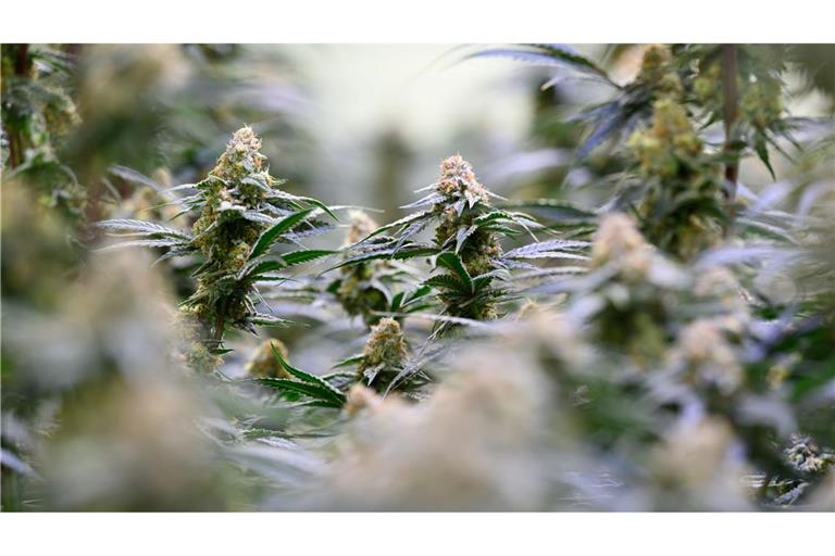 Die Bundesregierung will dem Missbrauch von medizinischem Cannabis entgegenwirken.