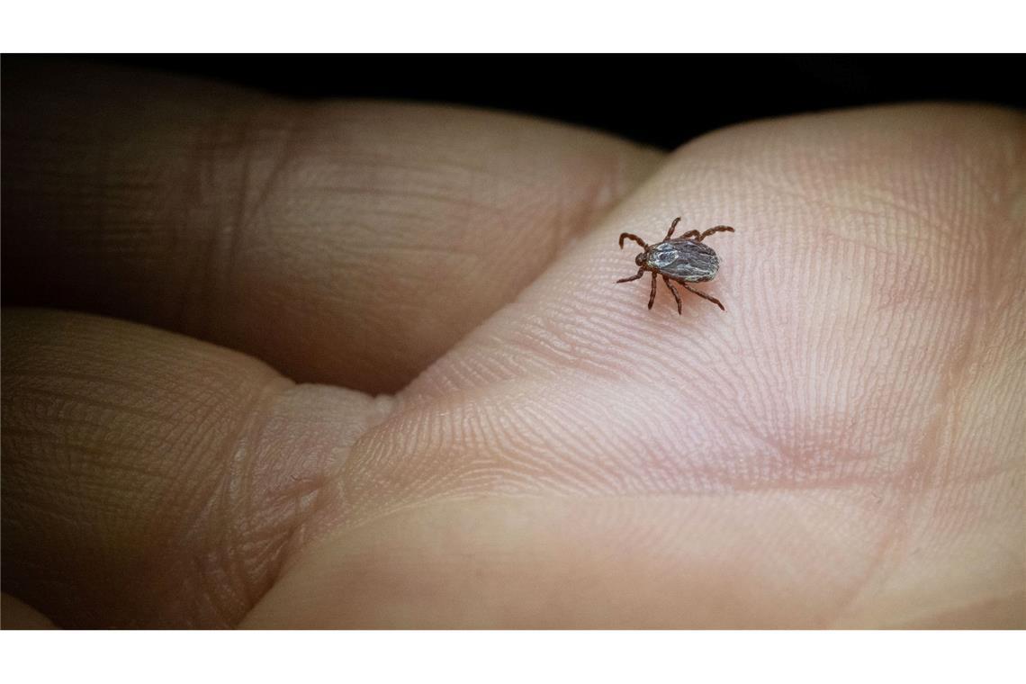 Naturschutzbund ruft zum Melden von Zecken auf Die Buntzecke lebt unter anderem auf Wiesen oder Grünstreifen (Archivbild).