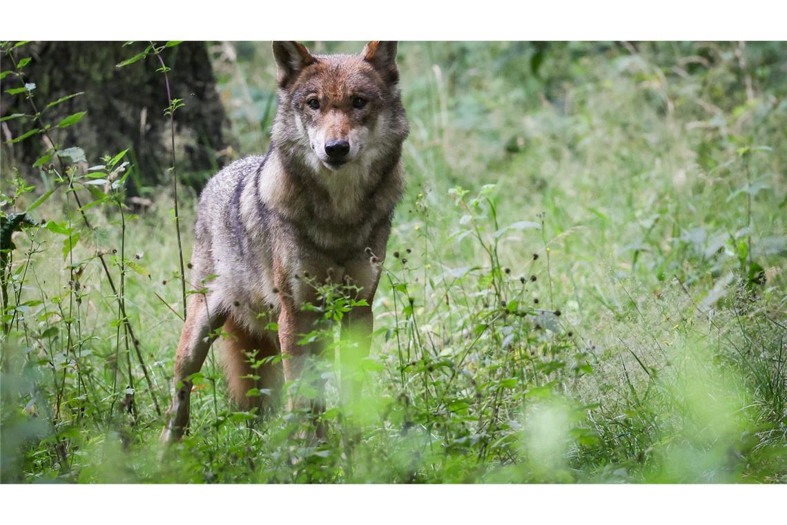 Tirol will noch stärkere Jagd auf den Wolf Die Debatte um die Bejagung des Wolfs geht weiter. Tirol will einen regulären Abschuss.