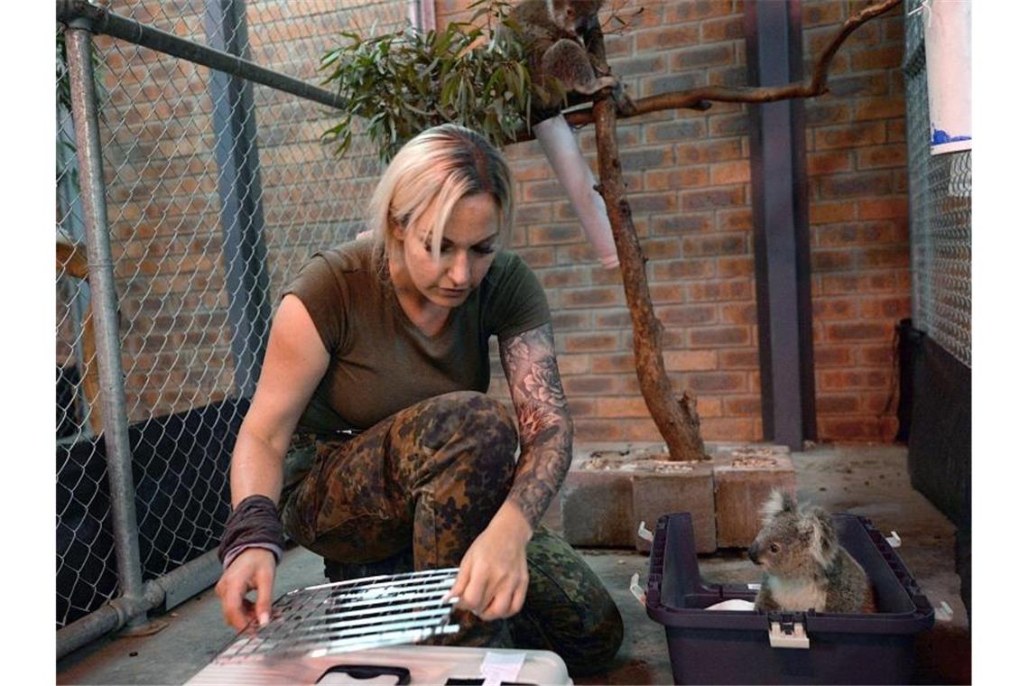 Buschfeuer wüten um Australiens Hauptstadt Canberra Die Deutsche Anna Bertuleit kümmert sich als freiwillige Pflegerin um die Koalas. Foto: Subel Bhandari/dpa