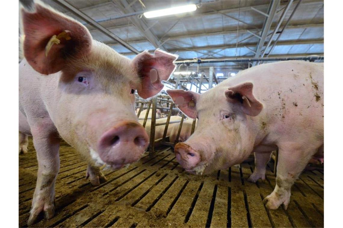 Die deutschen Landwirte sind wegen der Afrikanischen Schweinepest in höchster Alarmbereeitschaft. Foto: Martin Schutt/dpa-Zentralbild/dpa/Archivbild