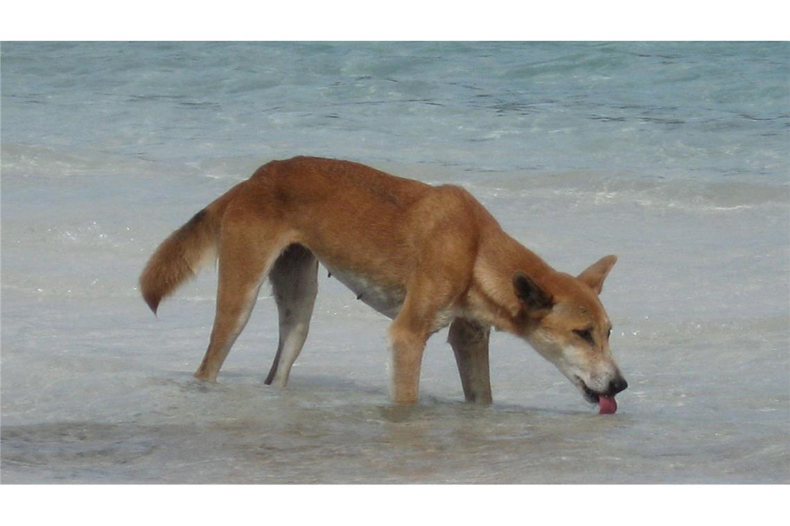 Drei Kinder auf Trauminsel K'gari von Dingos attackiert