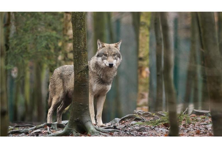 Die Diskussion über den Wolf wird emotional geführt. Risse von Nutztieren wie Schafen und Rindern häufen sich und sind nach Angaben von Landwirten.