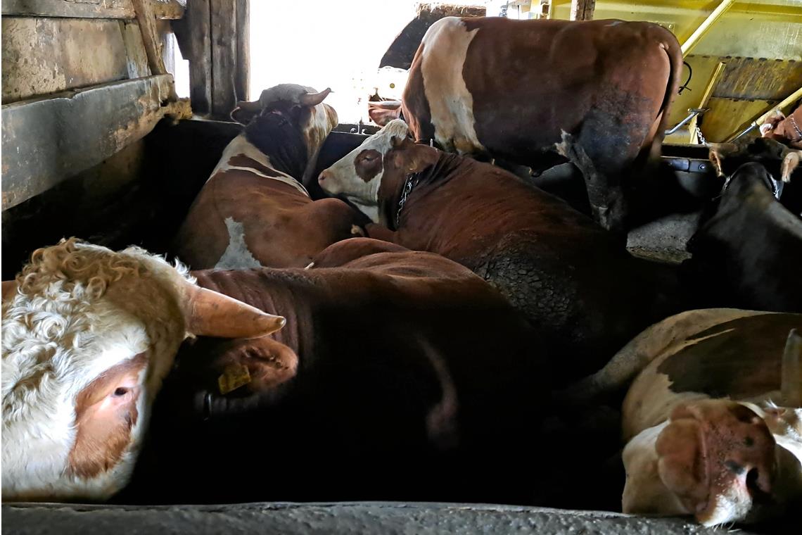 Rinderhalter im Raum Backnang steht in der Kritik Die Dokumentationsbilder von Peta zeigen, dass die Verhältnisse für die Rinder in besagtem Betrieb im Raum Backnang sehr beengt sind. Dies bestätigt auch das Veterinäramt. Allerdings sei der Betreiber bereits daran, hier Abhilfe zu schaffen. Foto: Peta Deutschland e.V.