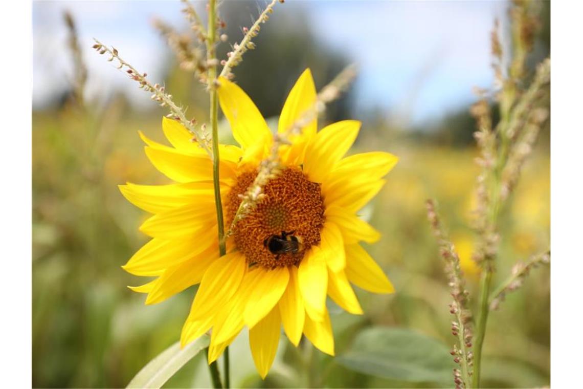 Die Durchschnittstemperatur betrug in diesem Sommer 18,2 Grad. Foto: Bodo Schackow/dpa-Zentralbild/dpa