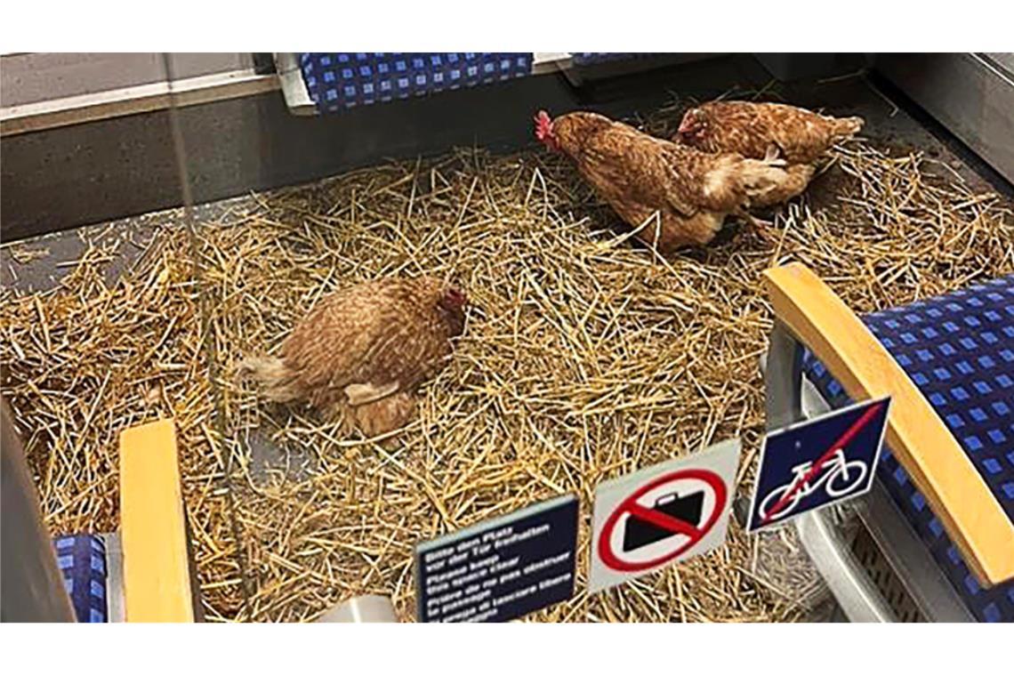 Hühner in Kölner S-Bahn zurückgelassen "Die Eier sind 1. Klasse", schrieb die Deutsche Bahn auf Instagram zu den zurückgelassenen Hühnern.