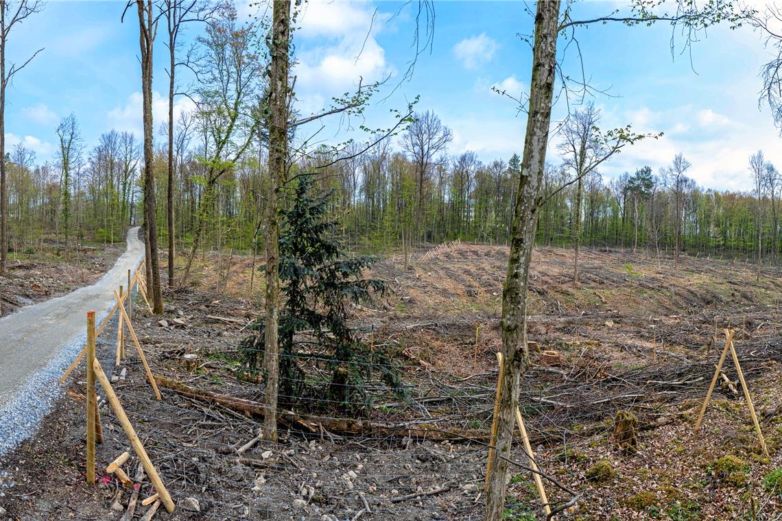 Die Eingriffe im Wald in Backnang waren stärker als bisher üblich – das zeigt sich beispielsweise im Gebiet zwischen Strümpfelbach, Zell und dem Staigacker. Foto: A. Becher