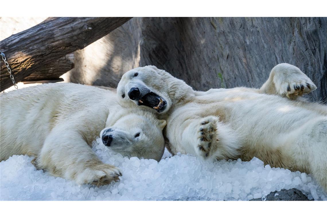 Die Eisbären im Prager Zoo kühlen sich mit Eiswürfel ab.